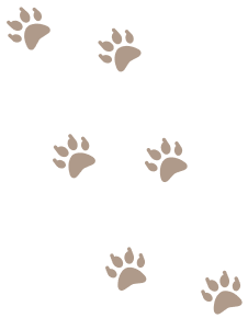 Illustratie beren poten adruk