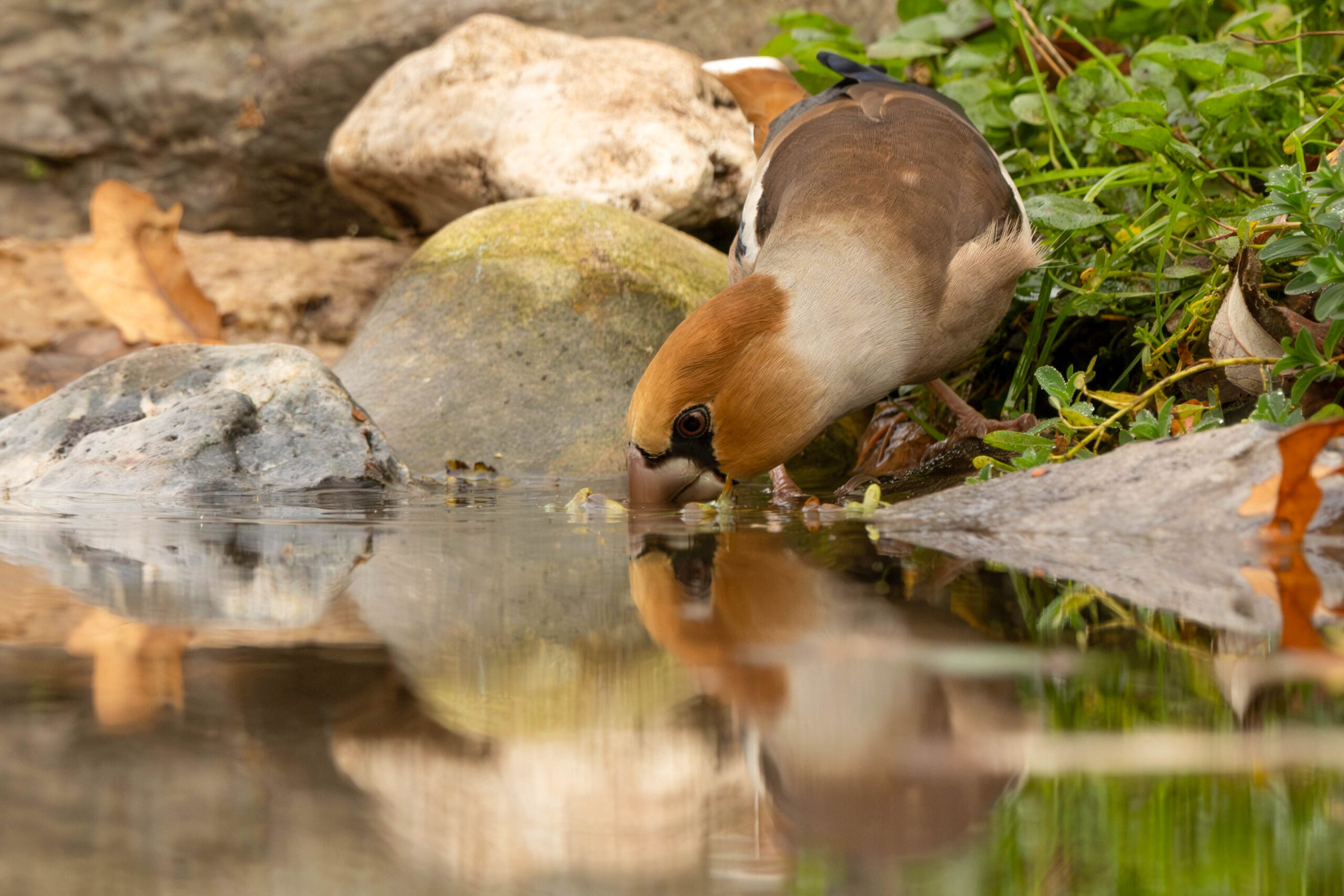 Image gallery marquee