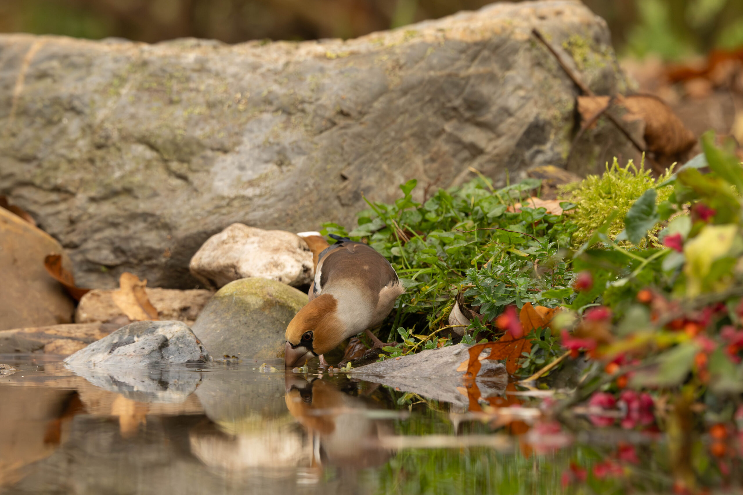 Image gallery marquee