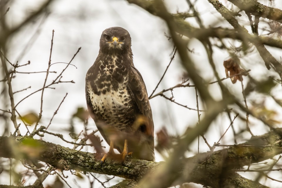 Image gallery marquee