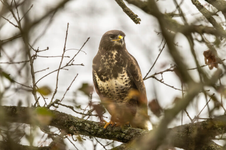Buizerd zittend in een boom gefotografeerd vanuit een fotohur