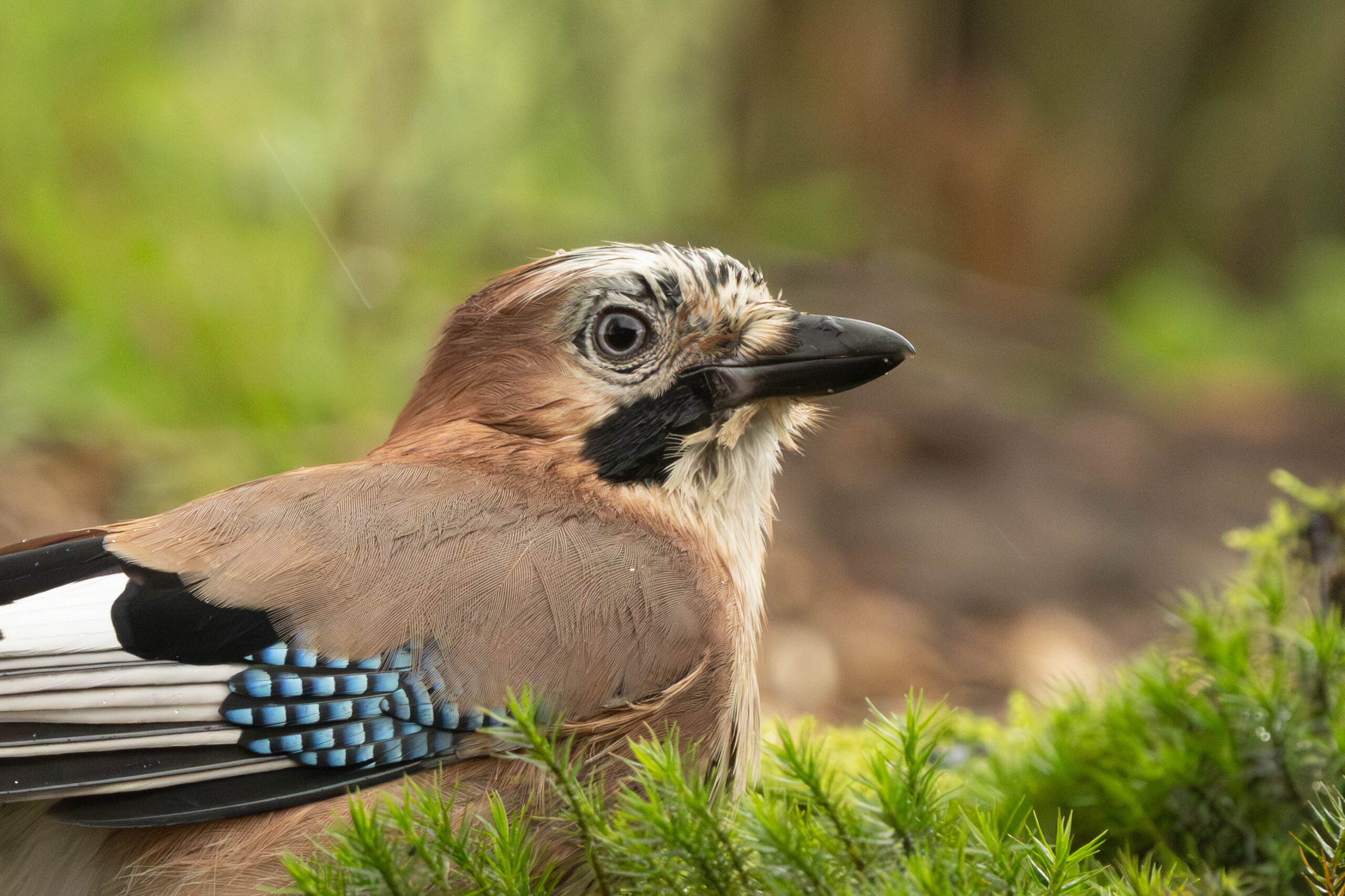 Image gallery marquee