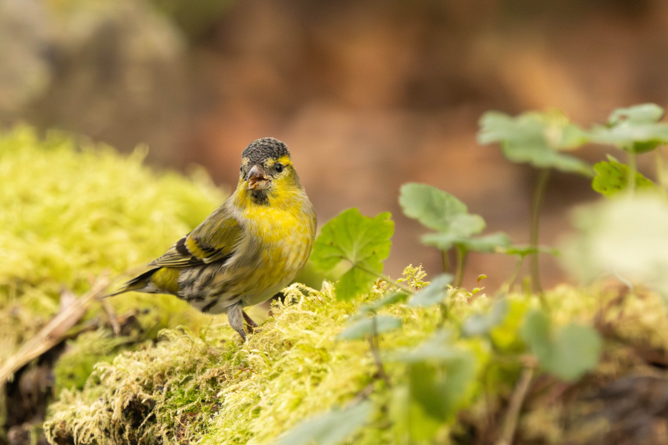 Image gallery marquee