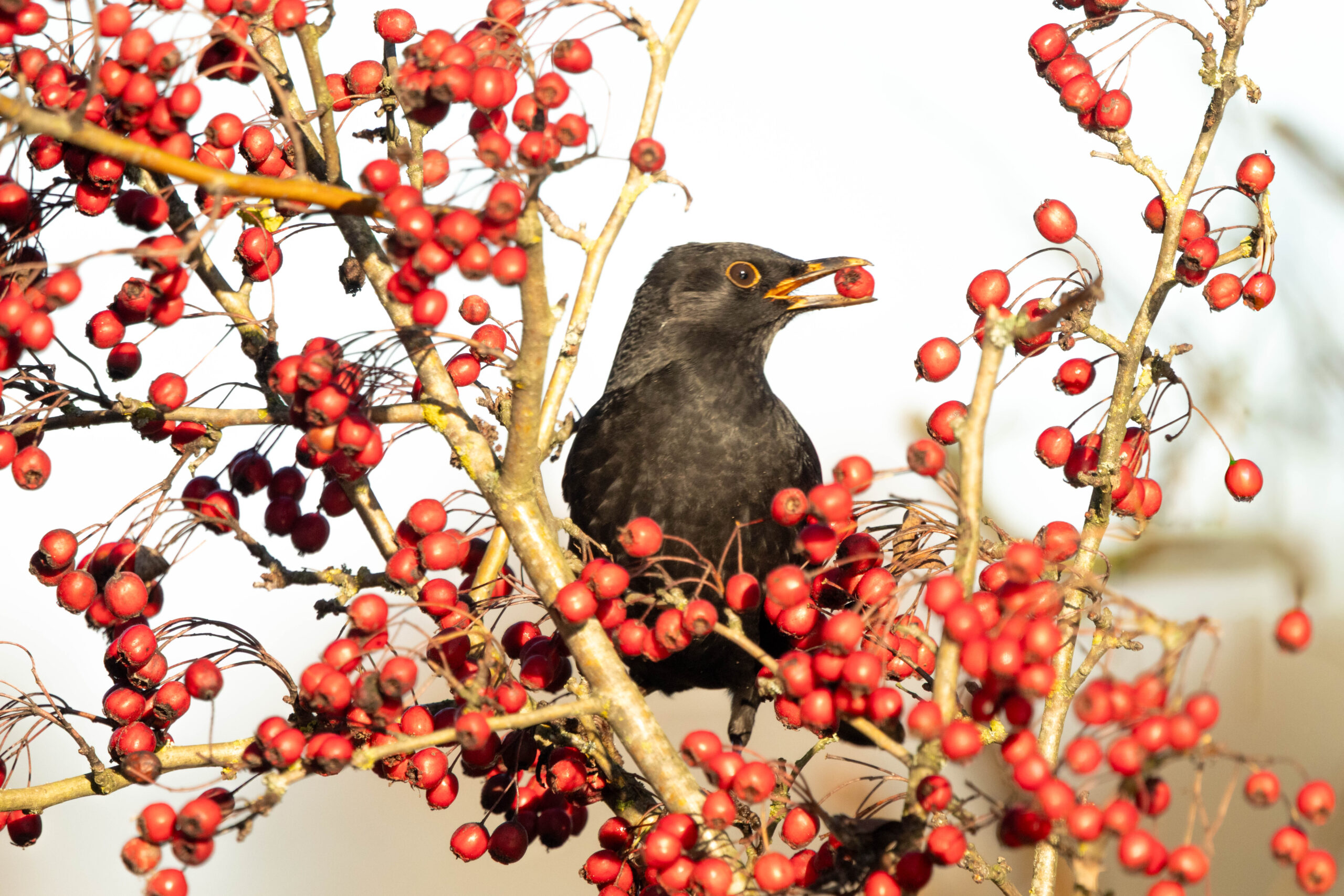 Image gallery marquee