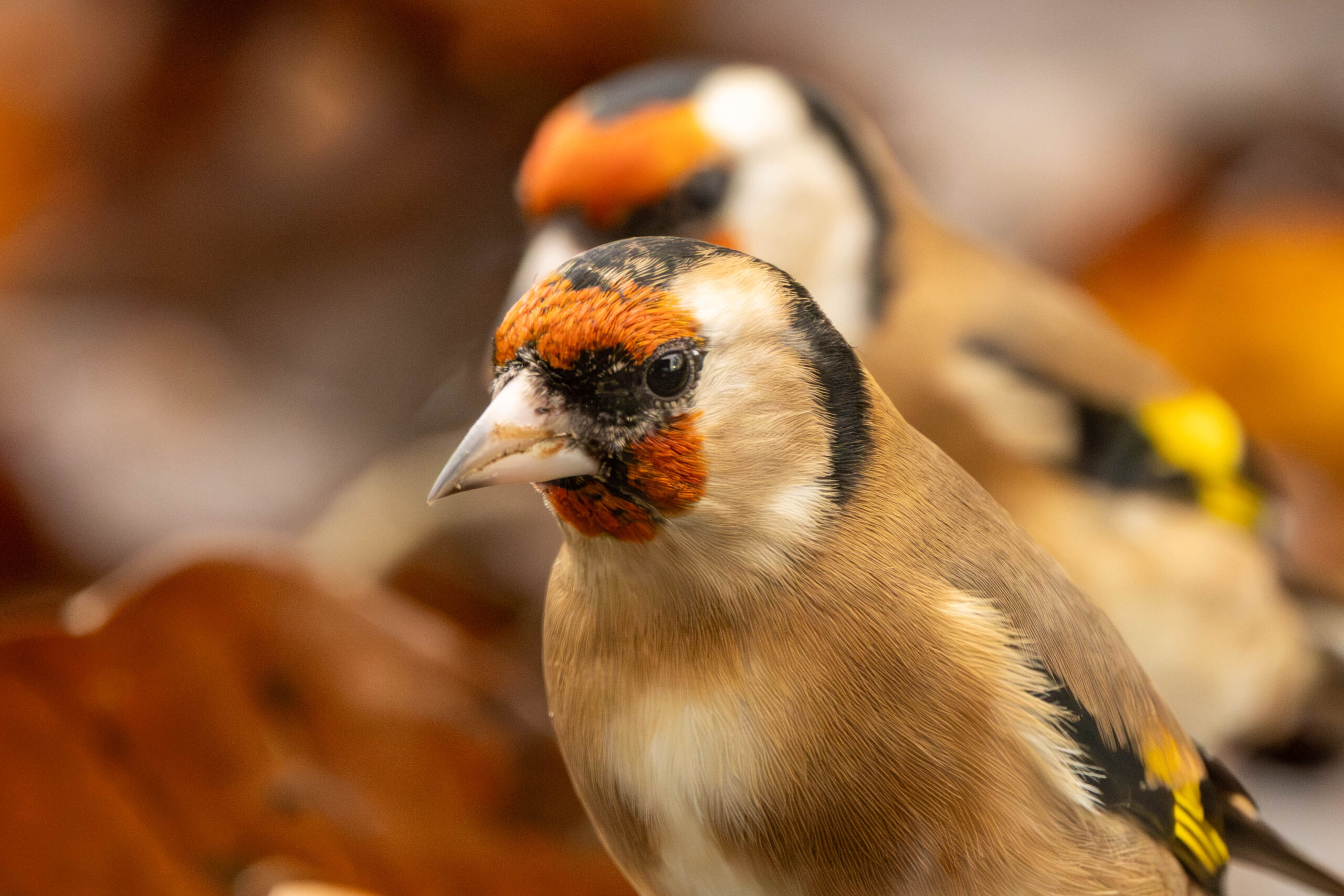 Image gallery marquee