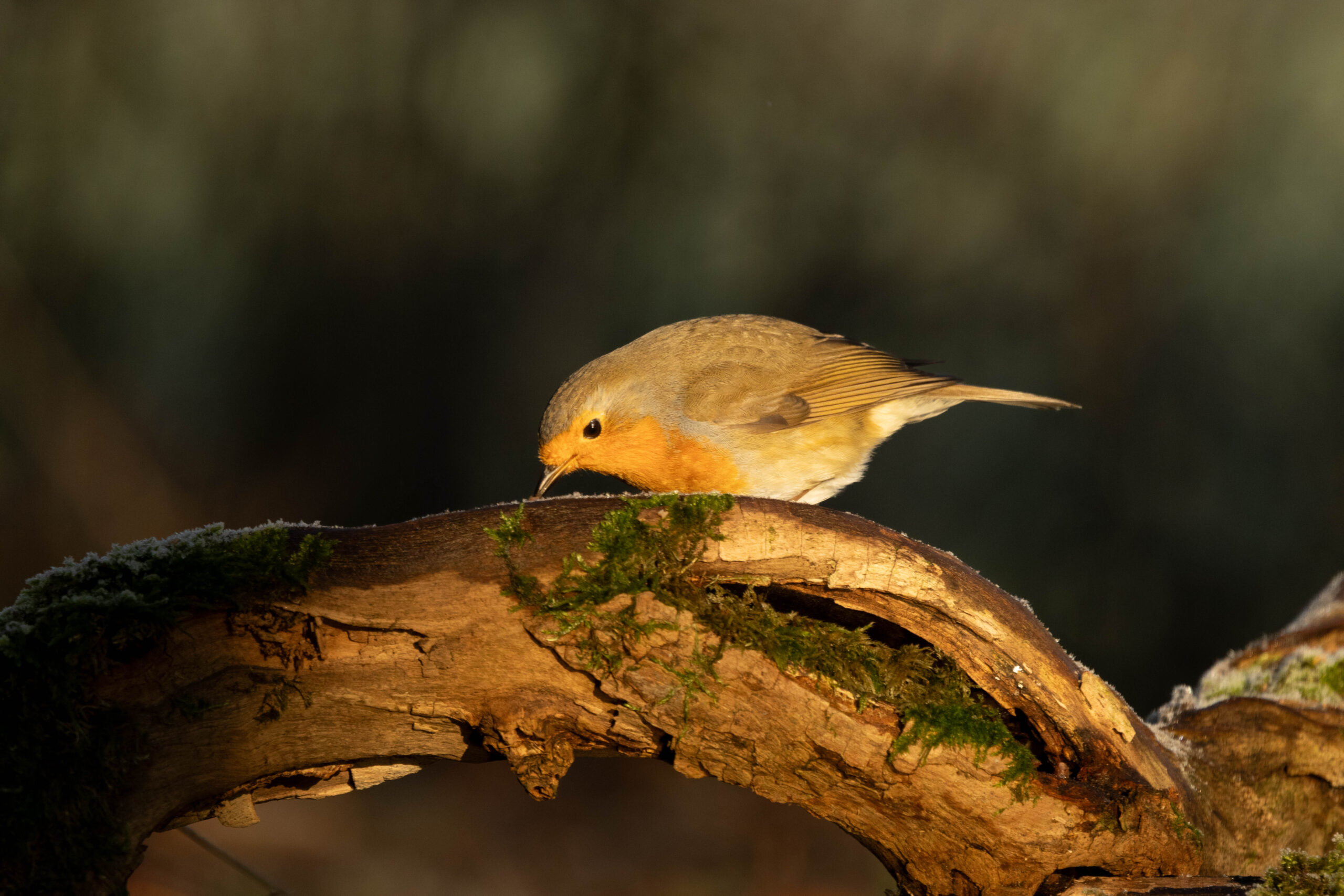 Image gallery marquee