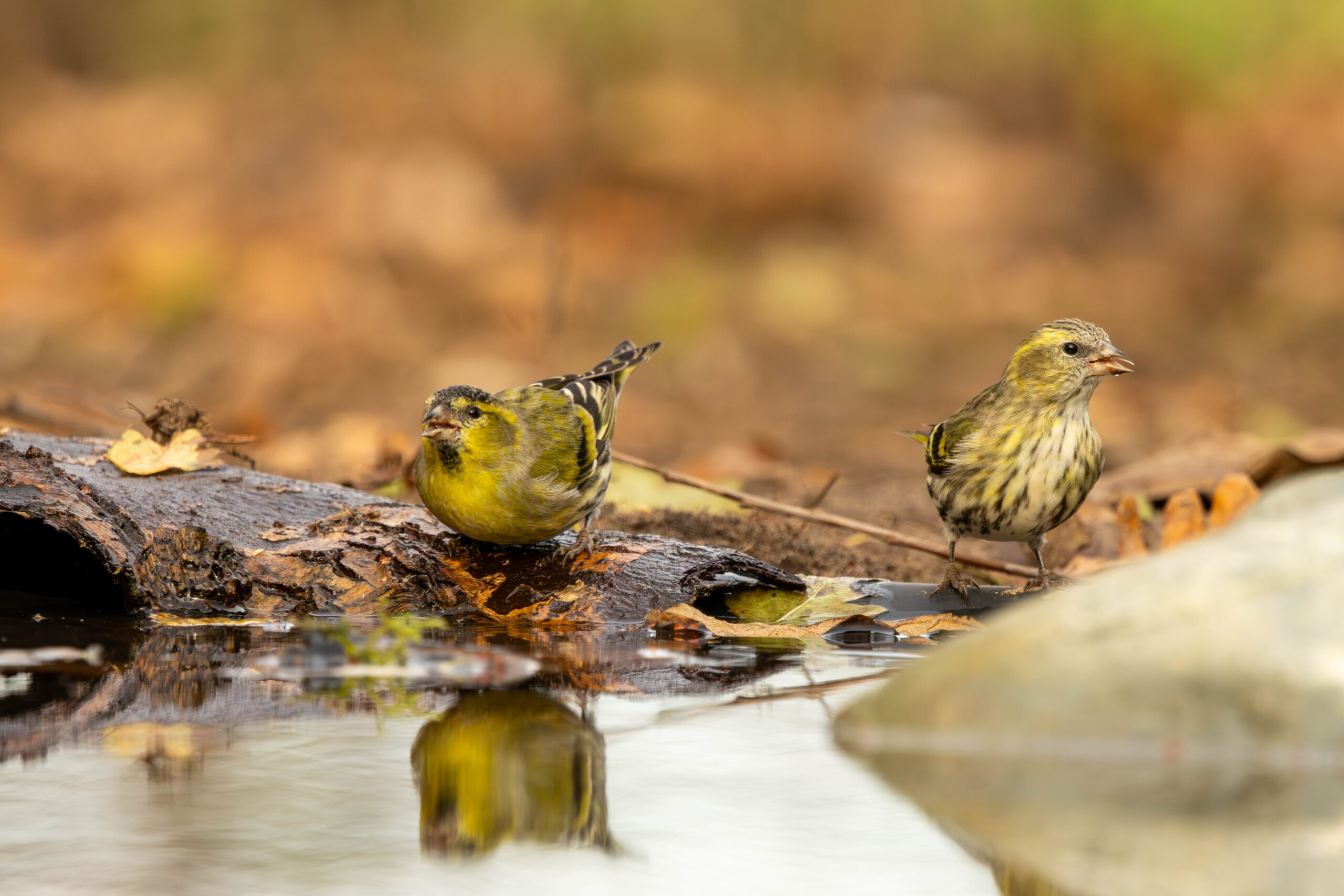 Image gallery marquee