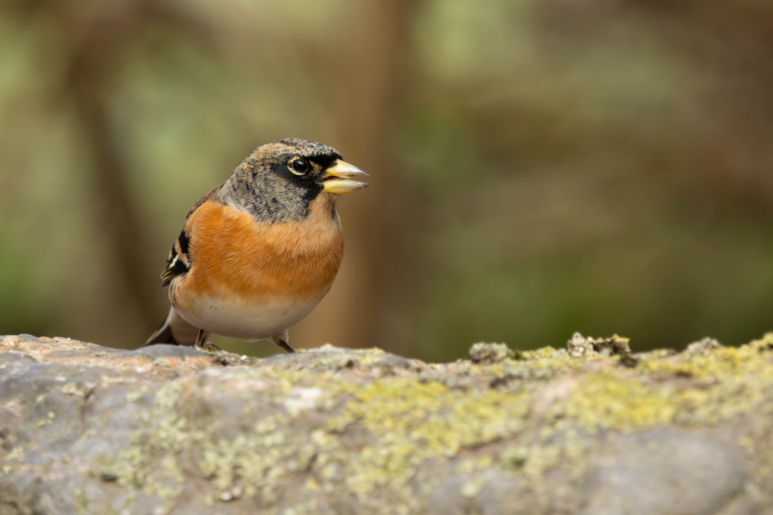 Image gallery marquee