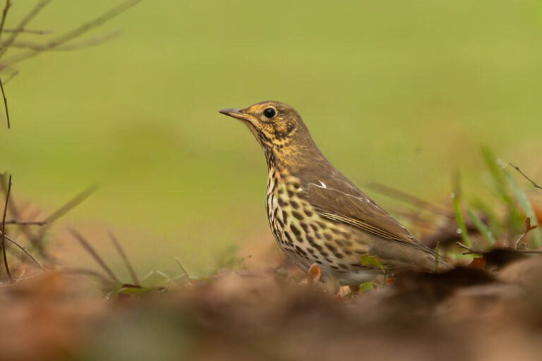 Zanglijster gefotografeerd in fotohut