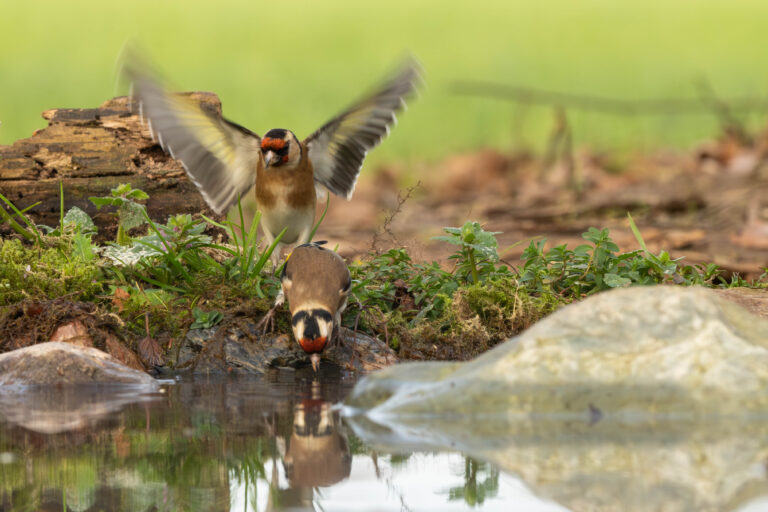 Putter drinkt water bij vijver terwijl andere putter landt, gefotografeerd vanuit fotohut Wildzicht