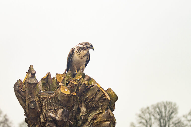 Buizerd met prooi zittend op een afgezaagde boomstam in de natuur – roofvogel wildlife fotografie.
