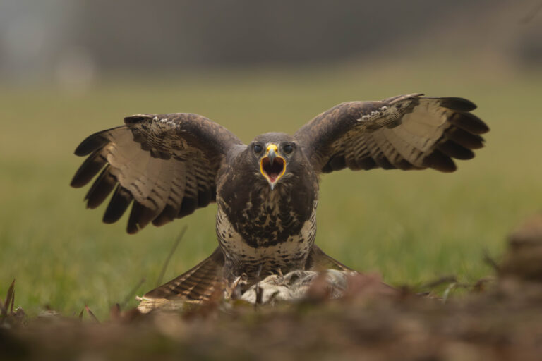 Buizerd verdedigt zijn prooi – indrukwekkende roofvogel close-up