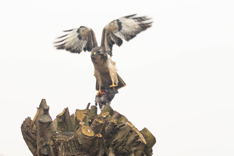 Landende buizerd met prooi – spectaculaire roofvogel in actie